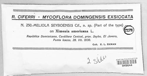 Irenopsis seyboensis image